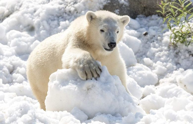 Polar-bears-snow-July-27-TZR.