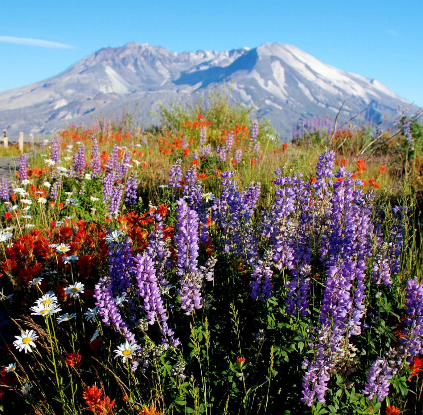 Take a wildflower hike through the volcanic St. Helens landscape