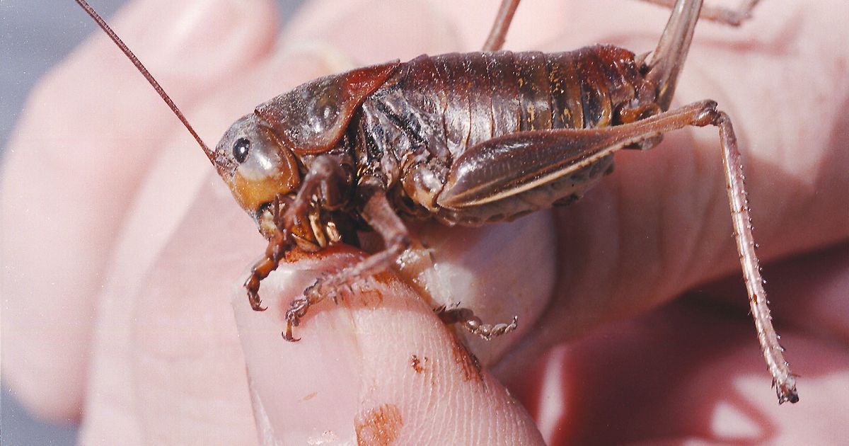 Insect Attacking Insect attack! US West is battling crop-killing swarms | The Seattle Times