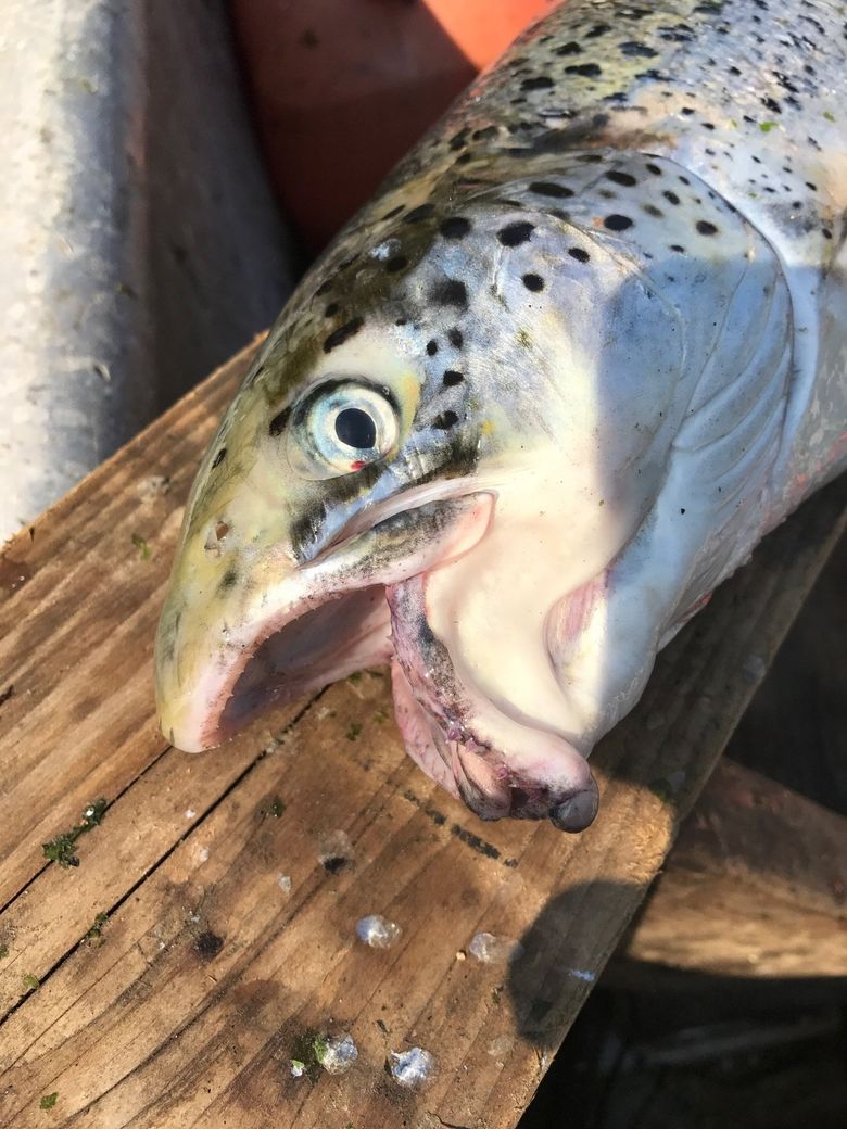 Atlantic salmon Fly-fishing Situation – Jacob Viereck shared this