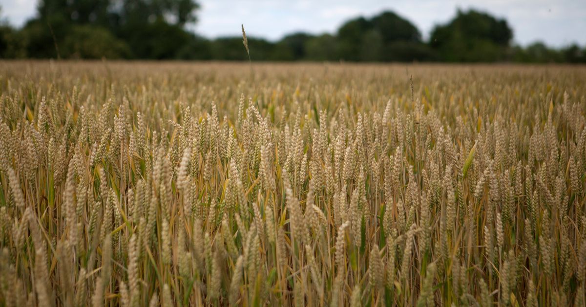 Quiet Epidemic Of Suicide Claims France S Farmers The Seattle Times