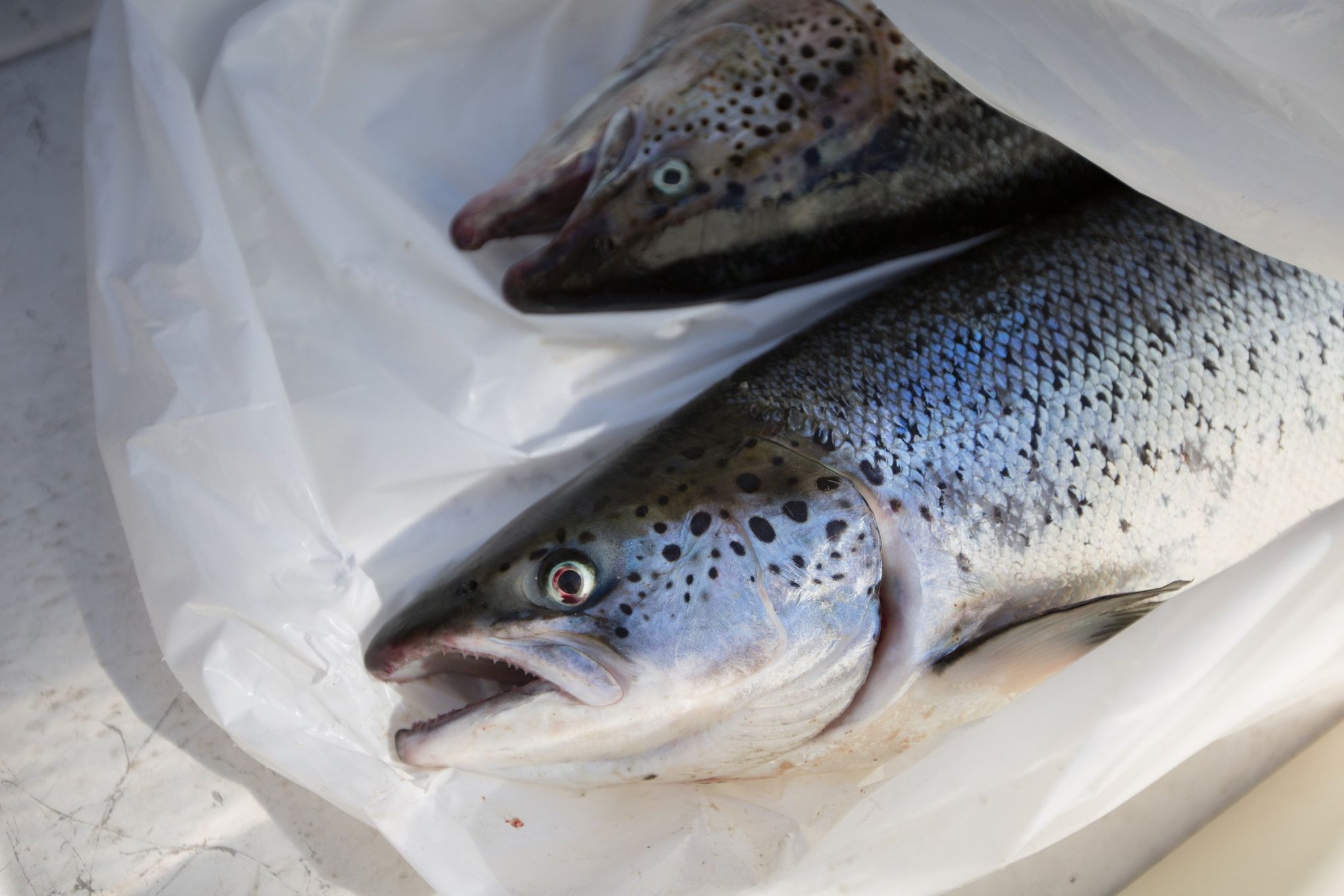 New Federal Analysis Finds Puget Sound Commercial Net Pens Are Harming  Salmon, Steelhead, And Other Protected Fish – Wild Fish Conservancy  Northwest