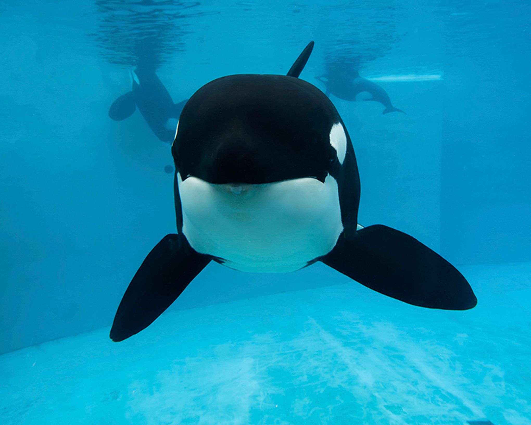 wild orca underwater