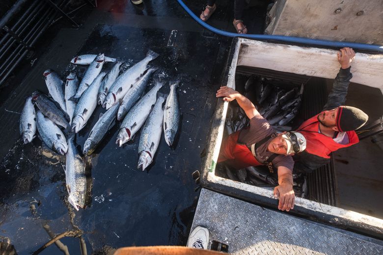 Please go fishing, Washington state says after farmed Atlantic salmon  escape broken net