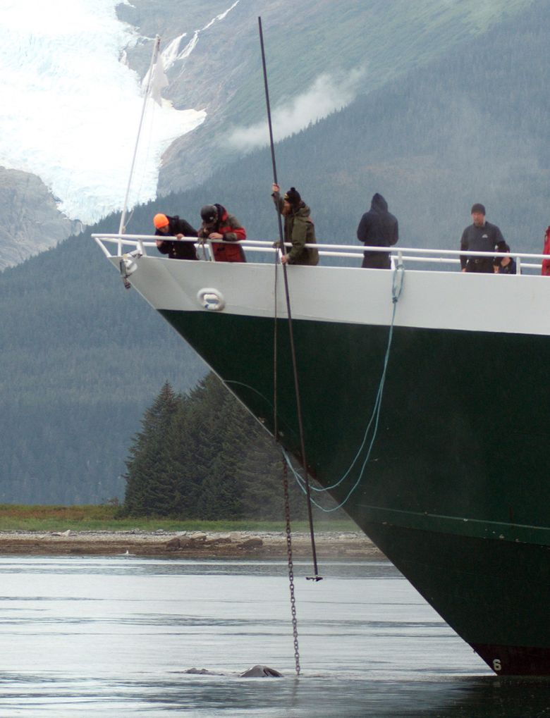 Whale gets entangled in Alaska cruise-ship anchor for half a day