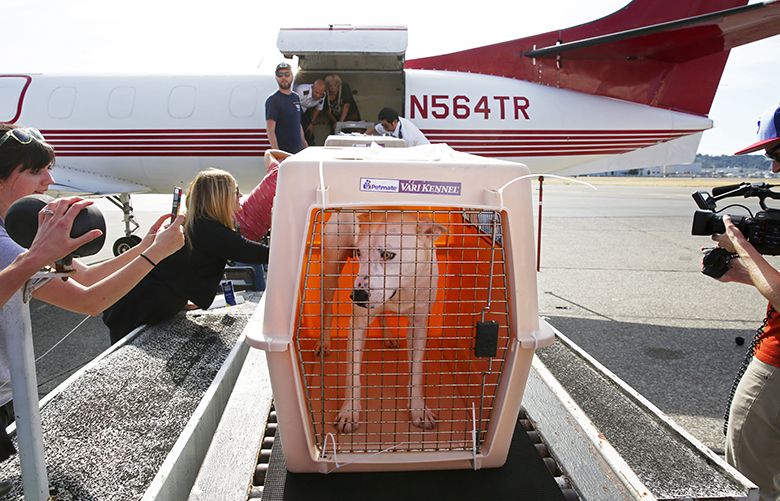 At Boeing Field one of over 30 Texas dogs flown to Seattle to make way for shelter space for Hurricane Harvey rescues is unloaded from a plane, Wednesday Aug. 30, 2017, in Seattle.