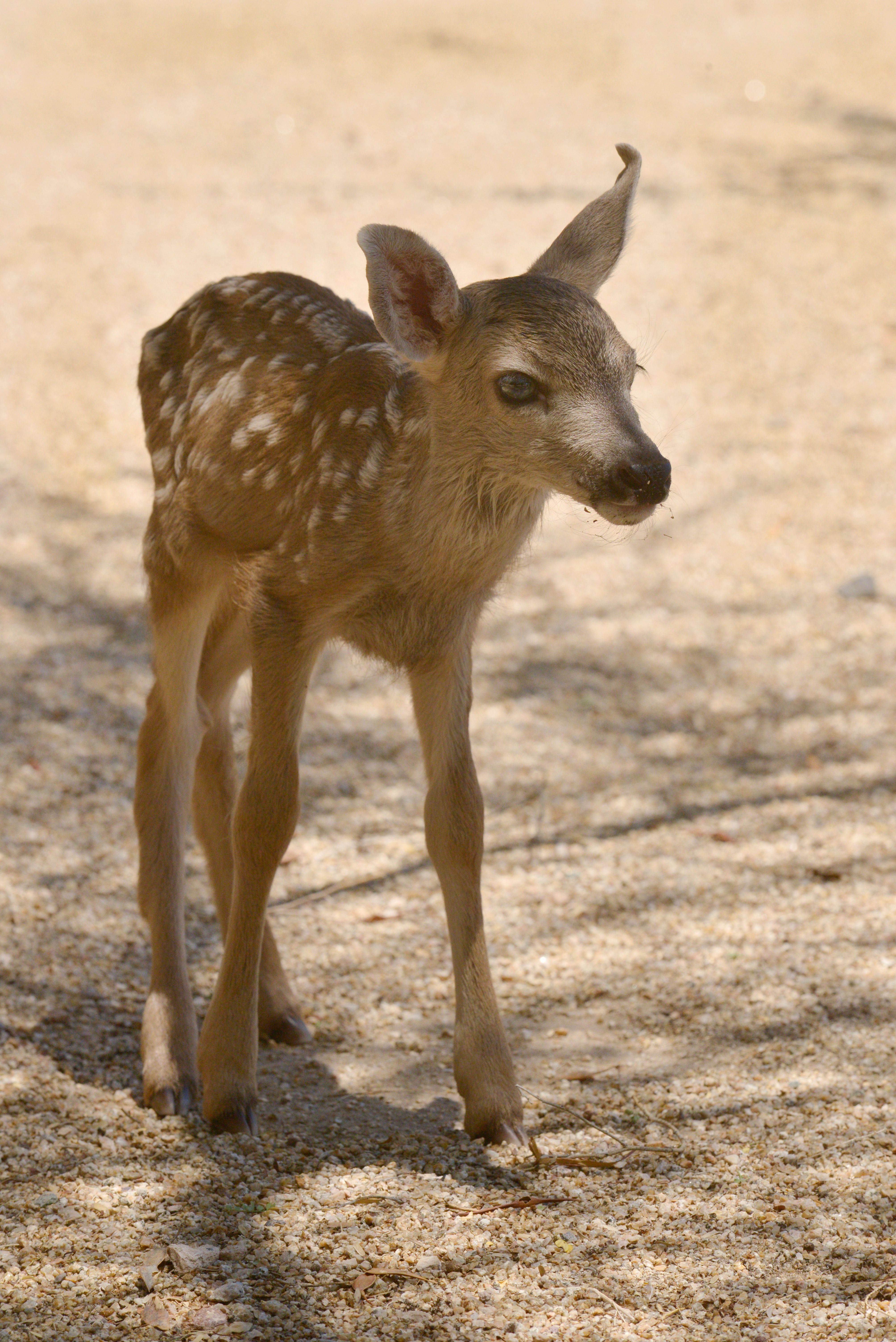 Three lakes baby girl hot sale deer