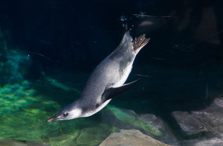 Baby penguin debuts at California's Aquarium of the Pacific