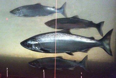 Future of salmon, steelhead fishing on on Columbia River