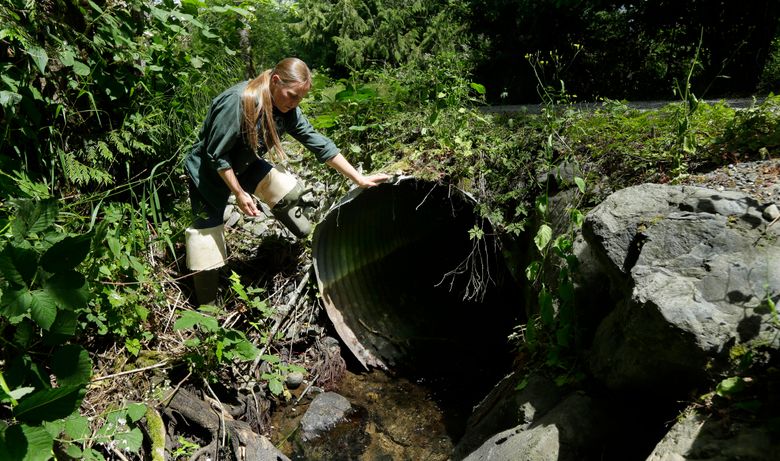 Melissa Erkel, with the Washington Deptartment of Fish and Wildlife, looks at a culvert, a large pipe that allows streams to pass beneath roads, along the North Fork of Newaukum Creek near Enumclaw. (Ted S. Warren / The Associated Press, 2015)