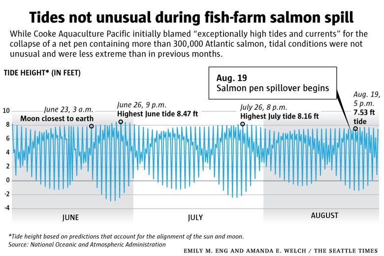 Shockingly huge' steelhead salmon escape fish farm, threatening B.C. lake -  Terrace Standard