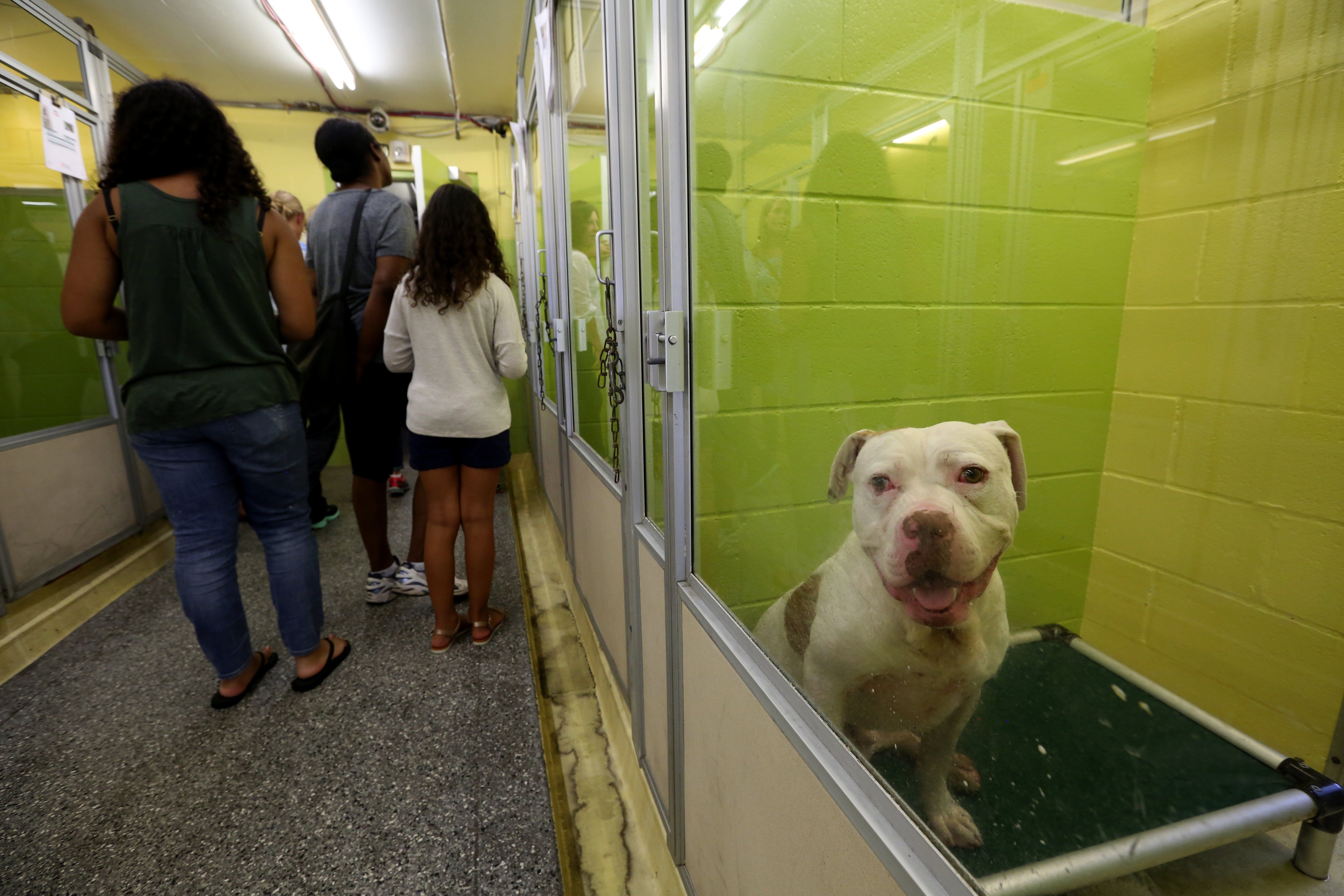 Open doors animal sales rescue