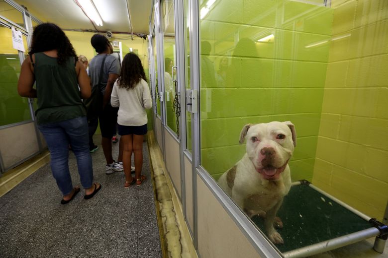 Fancy new digs set to open at state-of-the-art animal shelter in Bellevue |  The Seattle Times