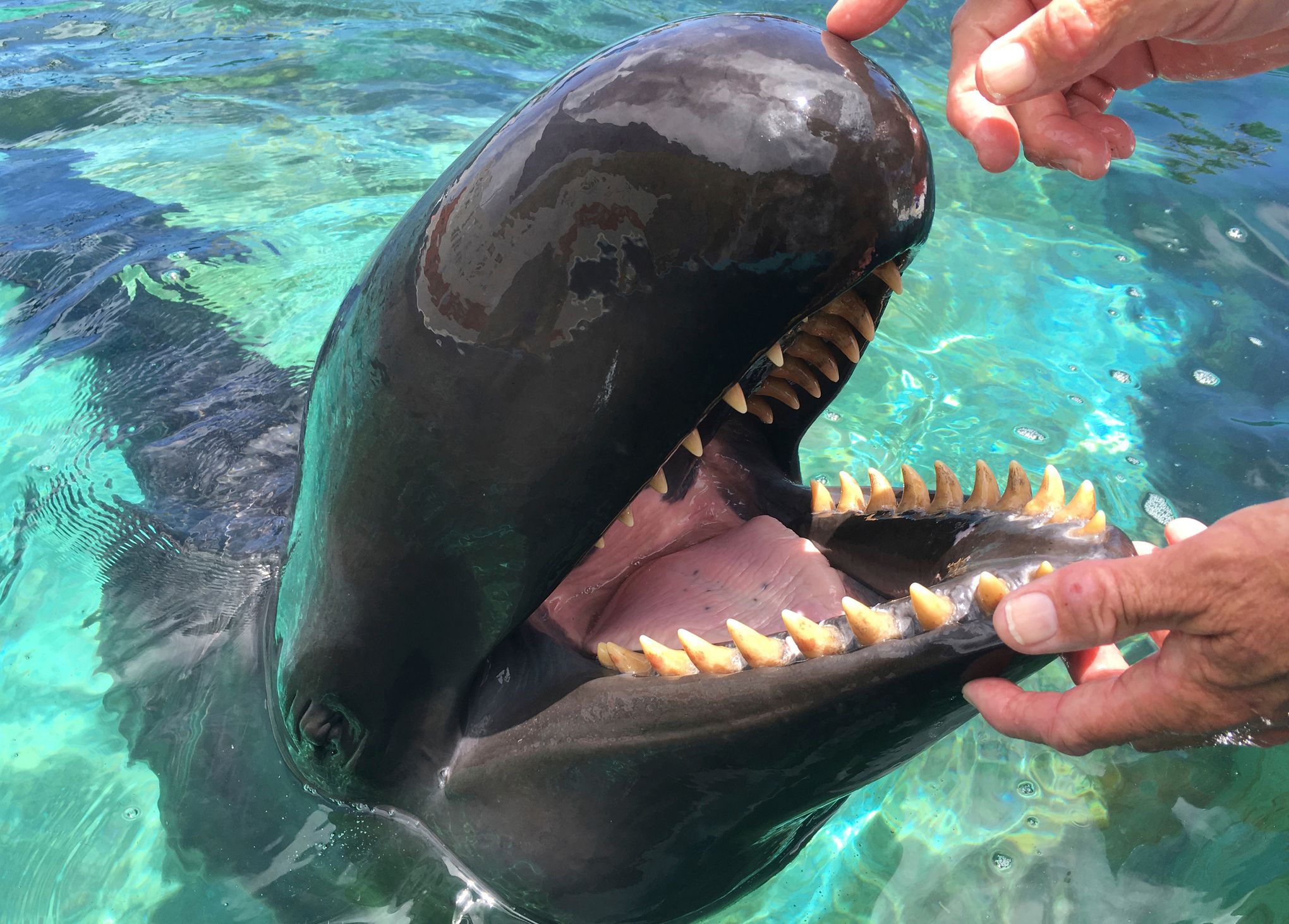 False Killer Whale Natural History