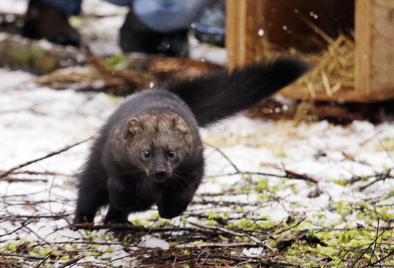 Despite signs of comeback, rare fisher to remain 'endangered' | The Seattle Times Despite signs of comeback, rare fisher to remain 'endangered' | The Seattle Times