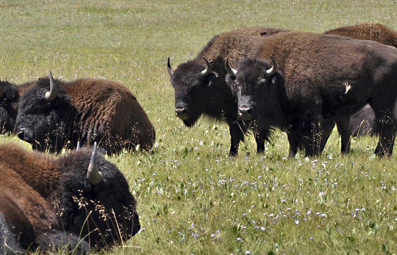 Wanted: Volunteer shooters to thin Grand Canyon bison herd | The ...