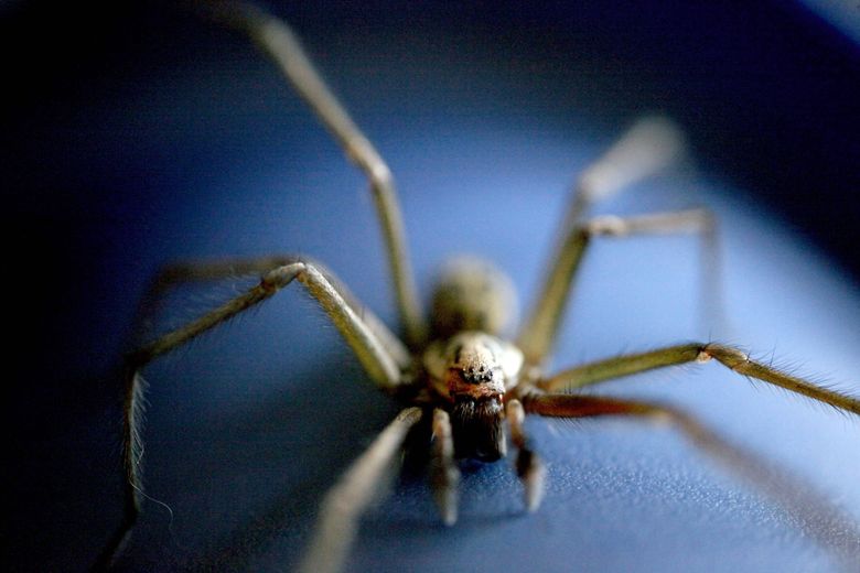 Daring Or Bold? N.H.'s New State Spider Tends To Hide From Humans