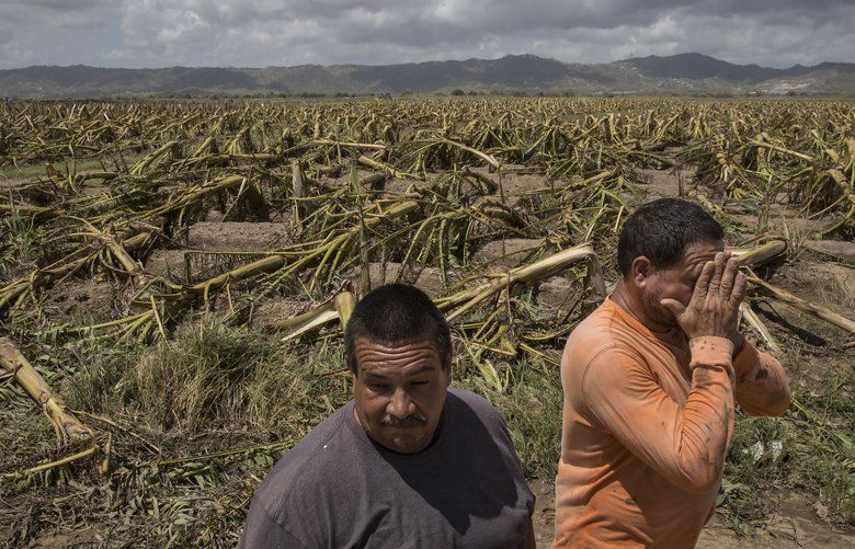 Jose A. Rivera, right, and his brother Jose Ramon Rivera look over their destroyed plantain crops in Yabucoa, Puerto Rico, Sept. 24, 2017. In a matter of hours, Hurricane Maria wiped out about 80 percent of the crop value in Puerto Rico – making it one of the costliest storms to hit the islandâ€™s agriculture industry. â€œThere is no more agriculture in Puerto Rico,” Jose A. Rivera said. “And there wonâ€™t be any for a year or longer.â€ (Victor J. Blue/The New York Times)  XNYT97 XNYT97