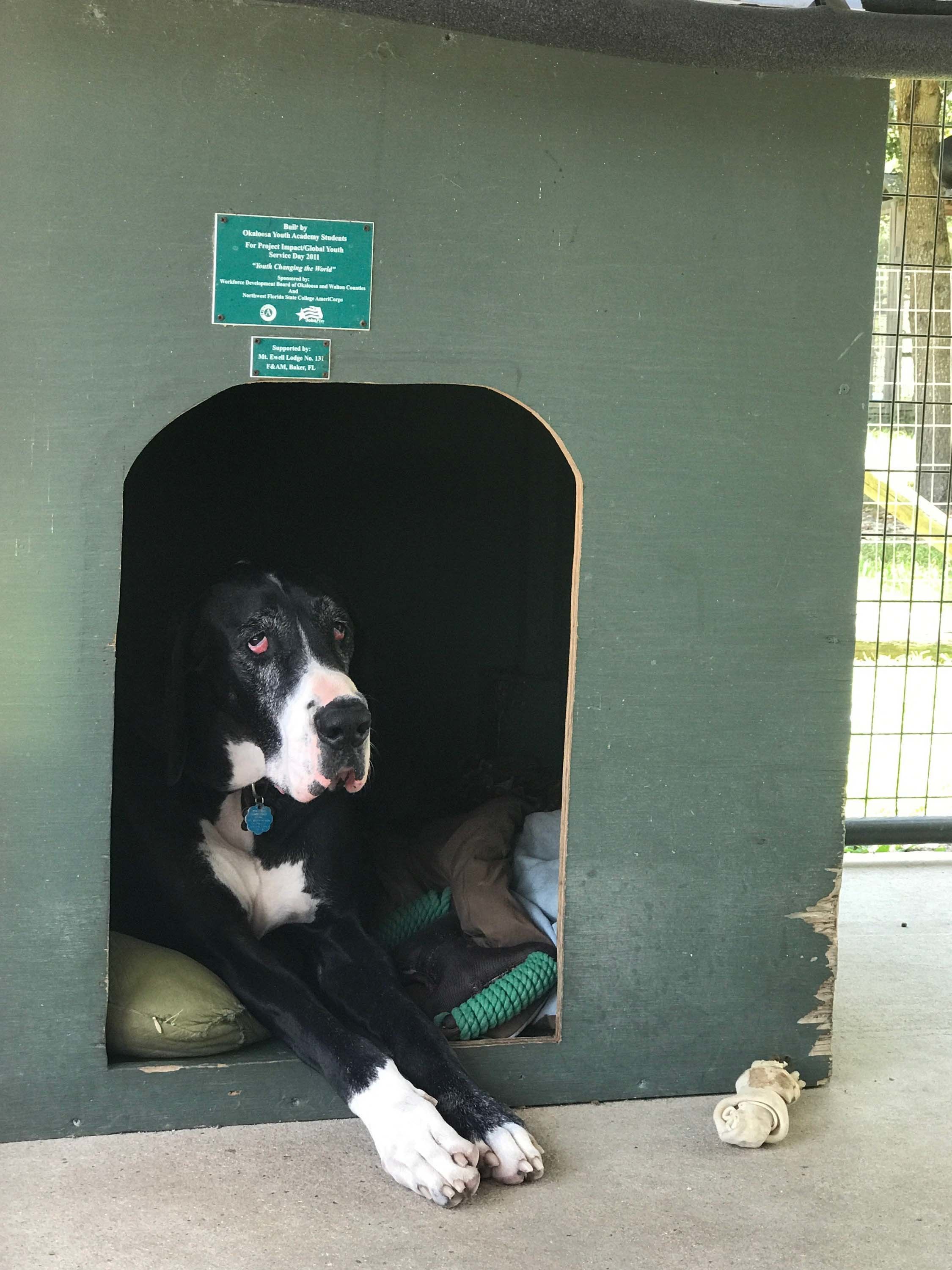 1 year later nearly all 103 Great Danes have forever homes The