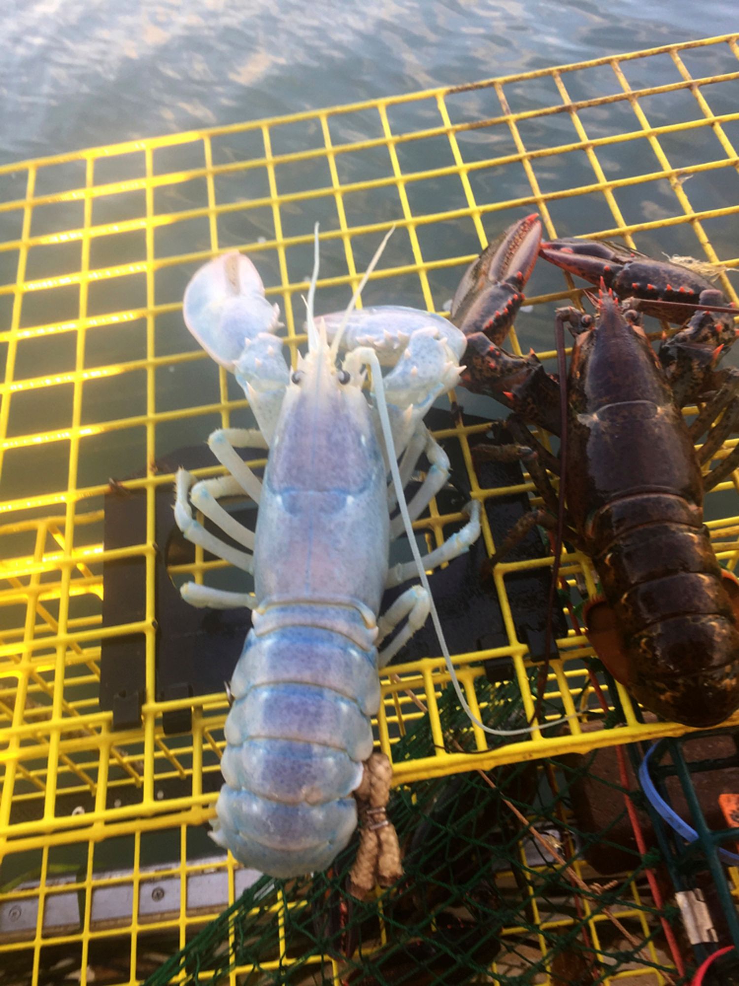 Ghostly, translucent lobster hauled from ocean off Maine | The