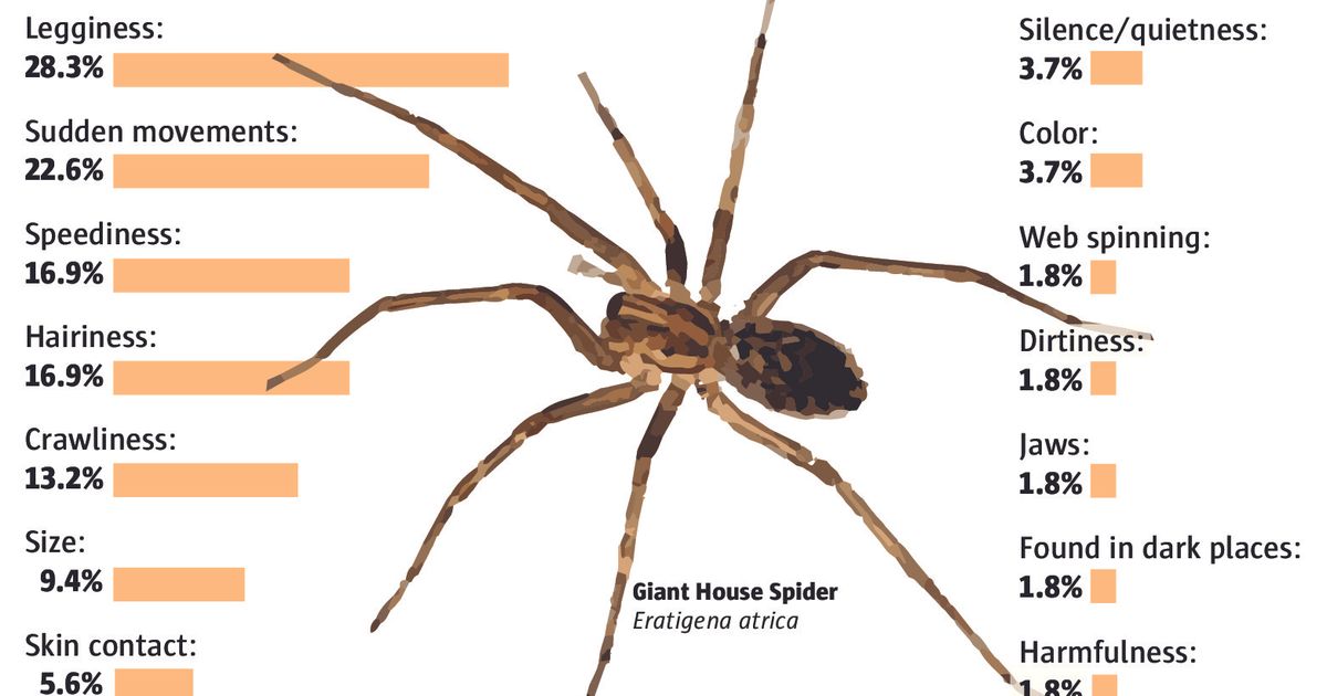 A spider has got eight. Спайдер транскрипция. How many Legs Spider have. Giant Spider, Talon Spider и Blade Spider на карте. Hobo Spider characteristics.