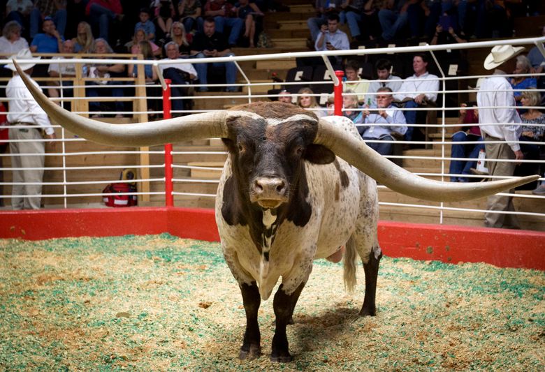 The Texan Bull