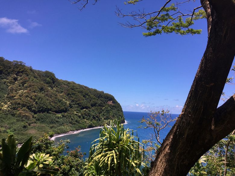 Seattle Mariners American Sports Team Flower Beach Tree Hawaii