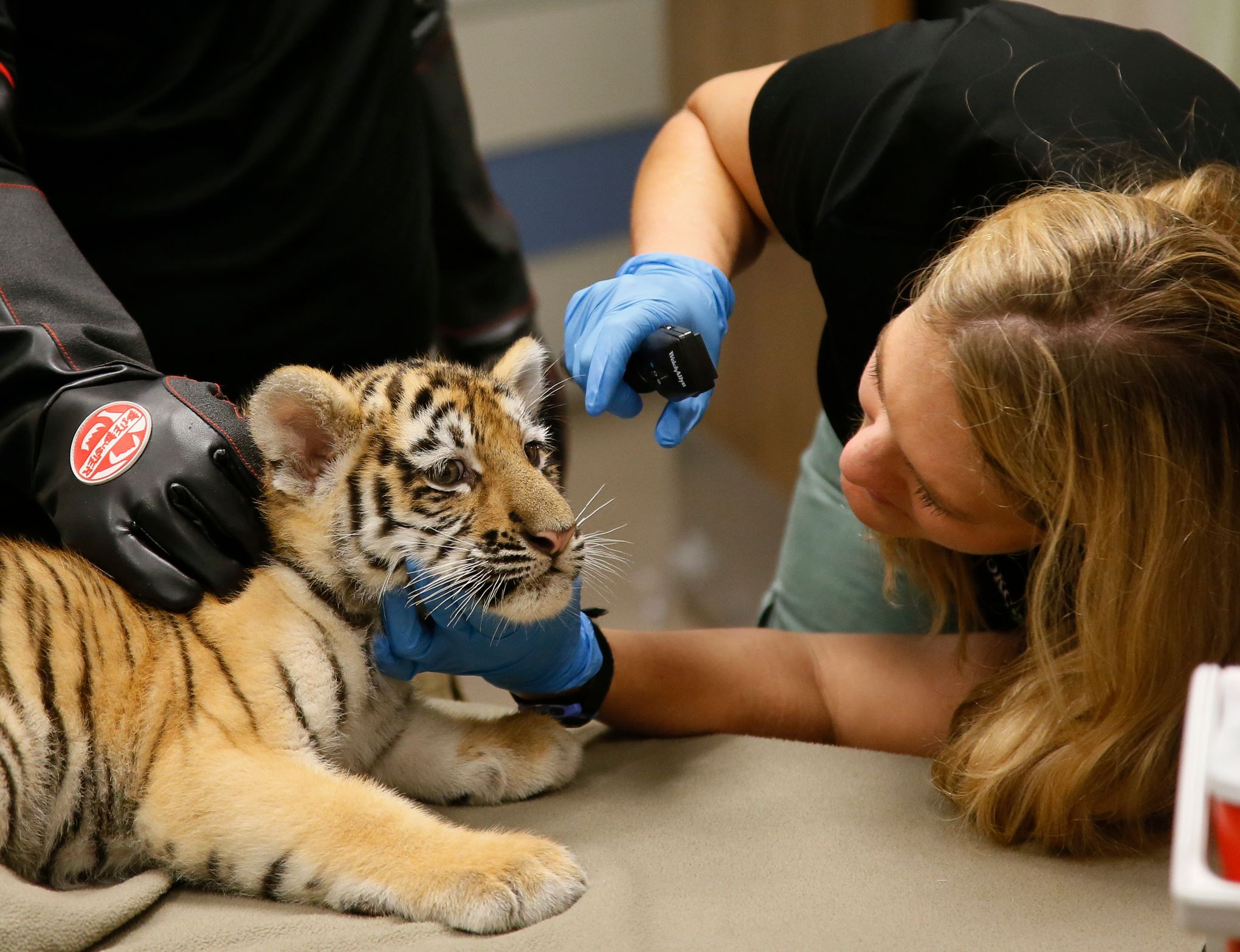 CUTE: Tiger cubs get first vet checkup at Oklahoma City Zoo