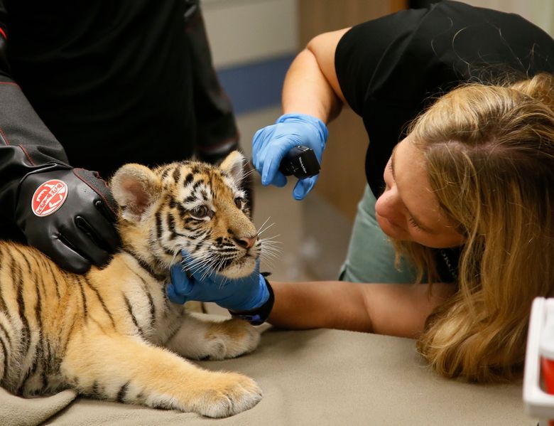 Sumatran Tiger Cubs Receive First Vet Checkup at Oklahoma City Zoo