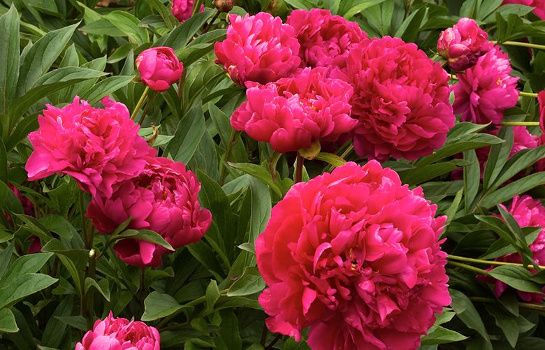 Here’s how to divide your perennials this fall — even herbaceous