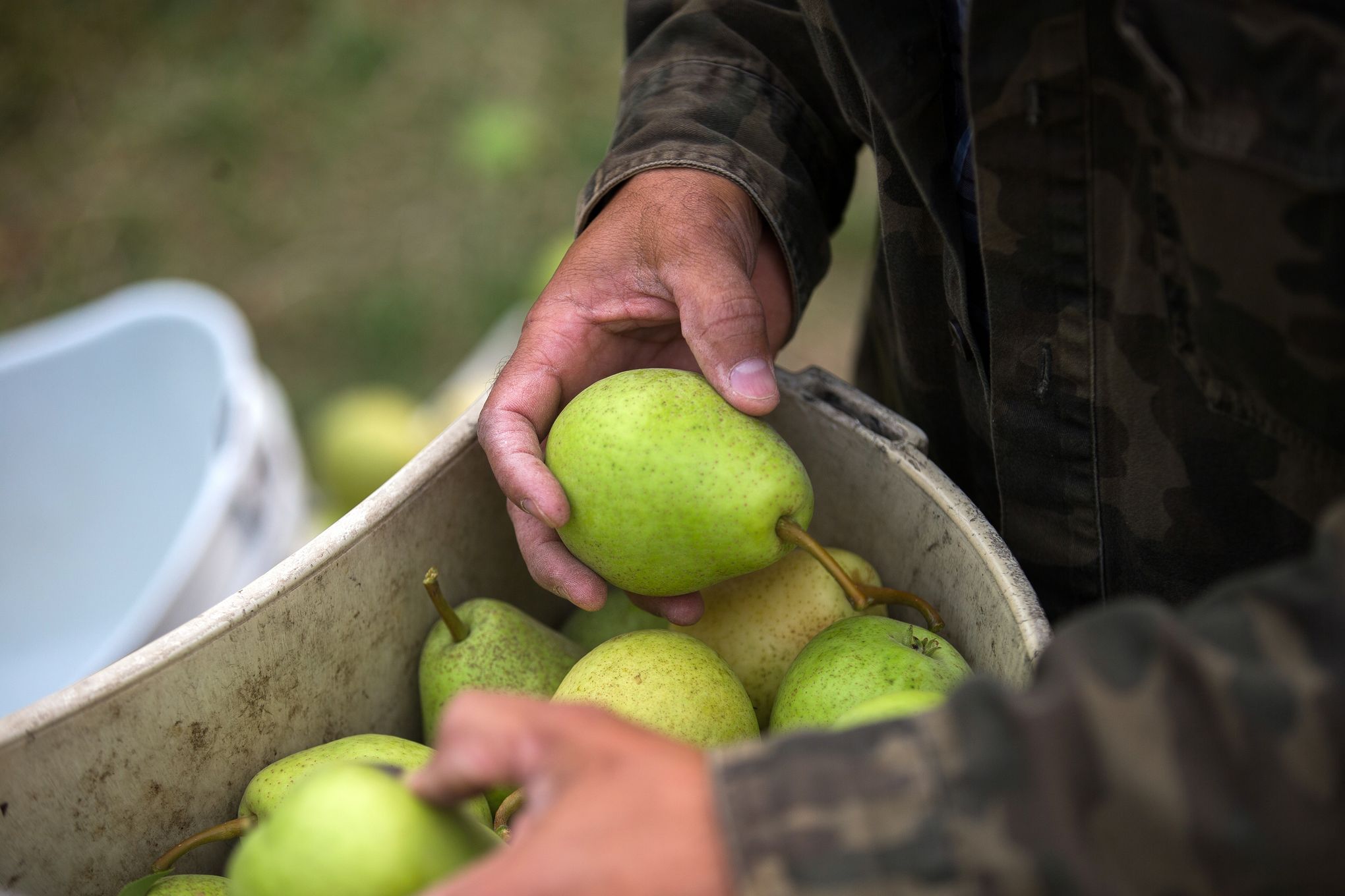 Comice Pears - Washington Comice Pear Growers - Washington Fruit