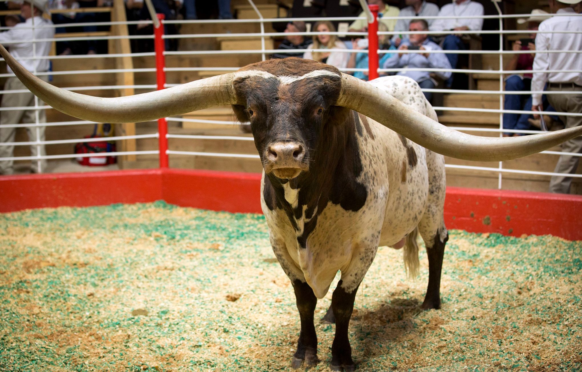 The Texan Bull