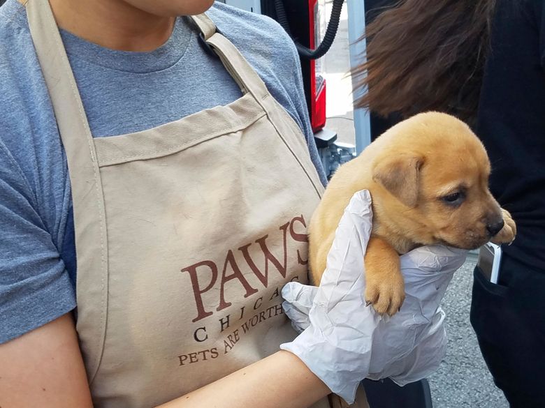 Pets Houston owners felt obliged to give up now in Chicago | The Seattle Times Pets Houston owners felt obliged to give up now in Chicago | The Seattle Times