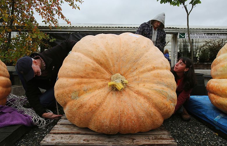 Don't count your giant pumpkins until they're harvested | The