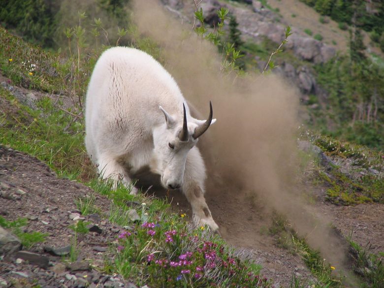 A mountain goat wallowing in Olympic National Park (National Park Service)