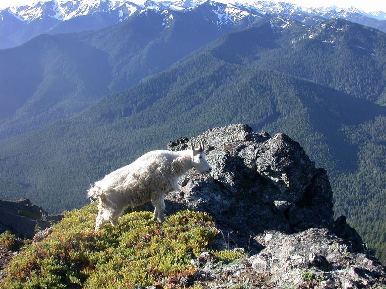 Mountain goat  Washington Department of Fish & Wildlife