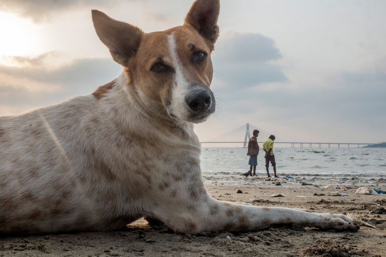 Stray dogs in Mumbai started turning blue. Then the street mobilized. | The  Seattle Times