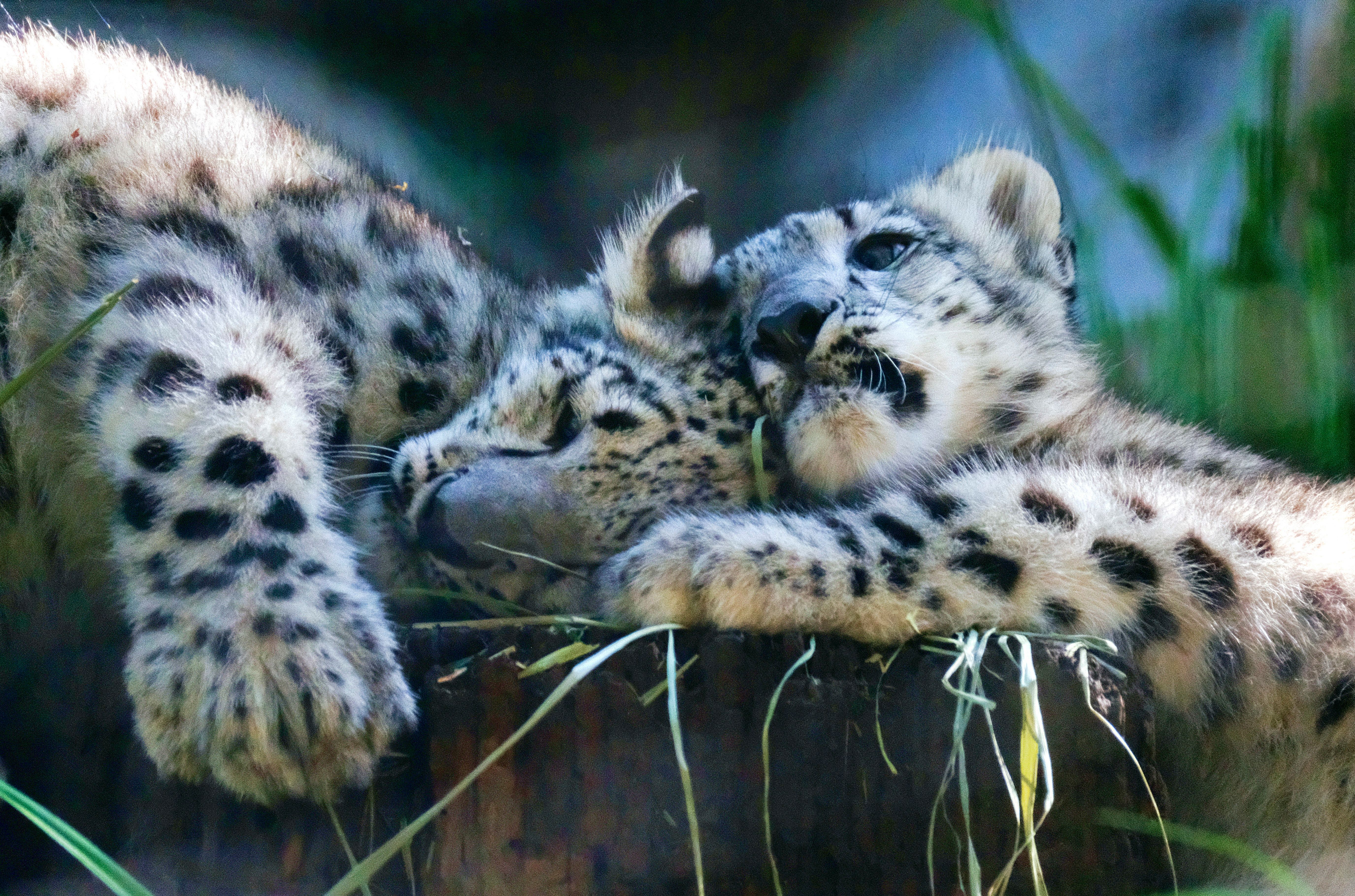 Fuzzy snow leopard kittens romp and roll for LA Zoo debut | The