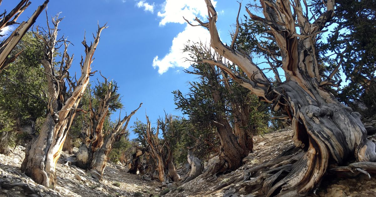 Scientists Future of oldest tree species on Earth in peril The