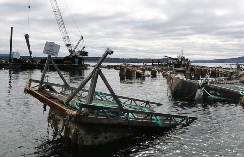 Fish farm has 60 days to fix net pens outside Seattle as 1 million