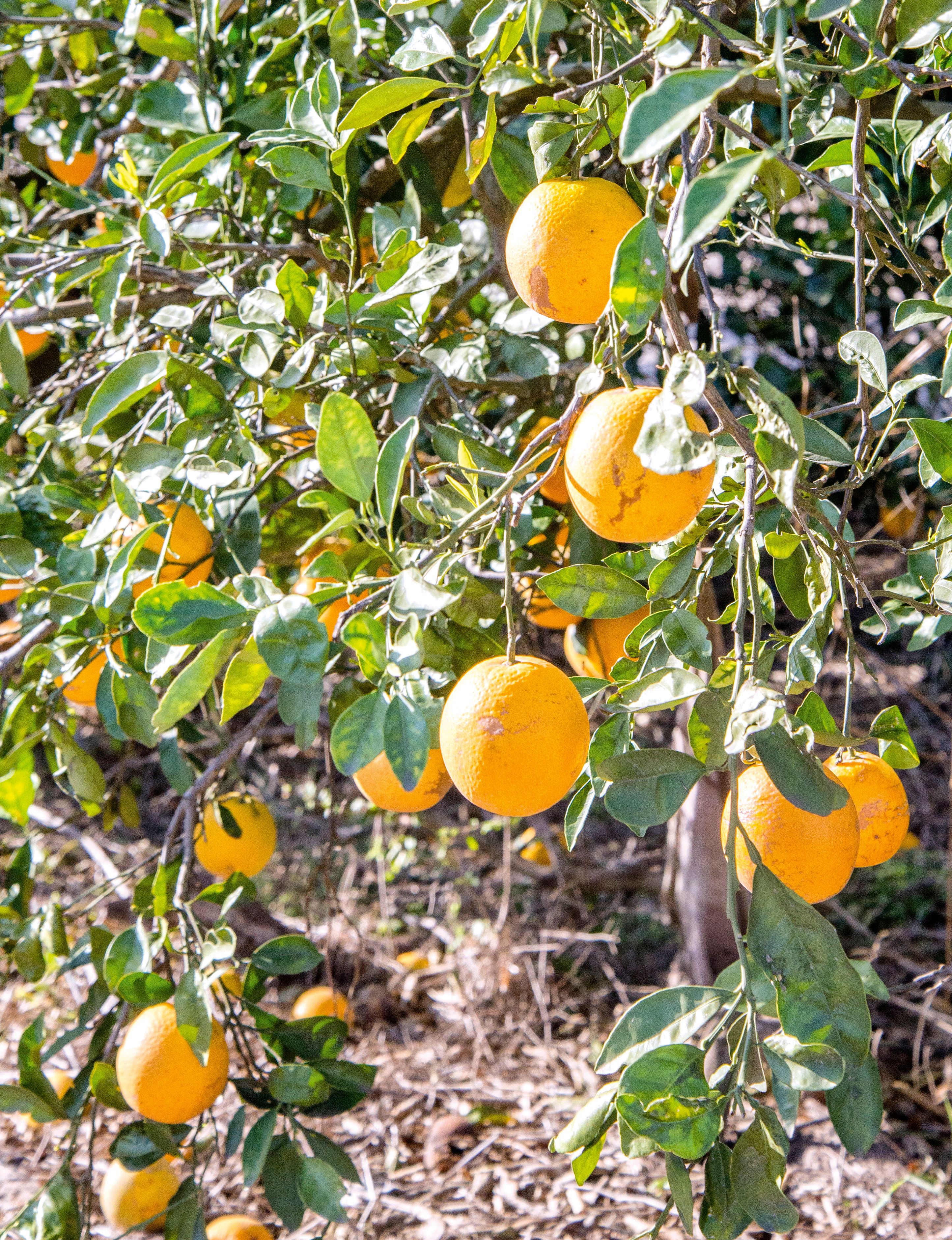 Concerns raised over citrus crop thefts in South Texas | The