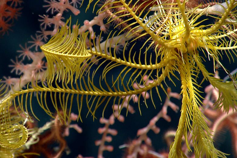 Some of the 54 species of coral in the Northeast Canyons and Seamounts monument southeast of Cape Cod, Mass. It’s one of 10 national monuments that the Interior Secretary is reevaluating for the White House. (HANDOUT/NYT)