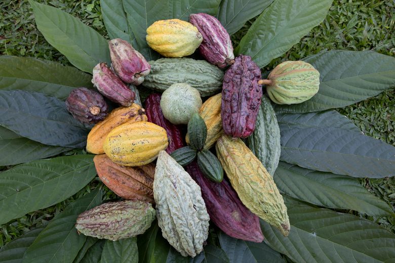 Seed pods from different varieties of cacao, part of the International Cacao Collection at CATIE (an acronym in Spanish for the Tropical Agricultural Research and Higher Education Center), in Turrialba, Costa Rica, last month. Like many other crops, cacao is under constant threat from diseases and environmental challenges exacerbated by our tendency to grow only a few varieties with similar or identical genetic traits and defects. (MONICA QUESADA CORDERO/NYT)