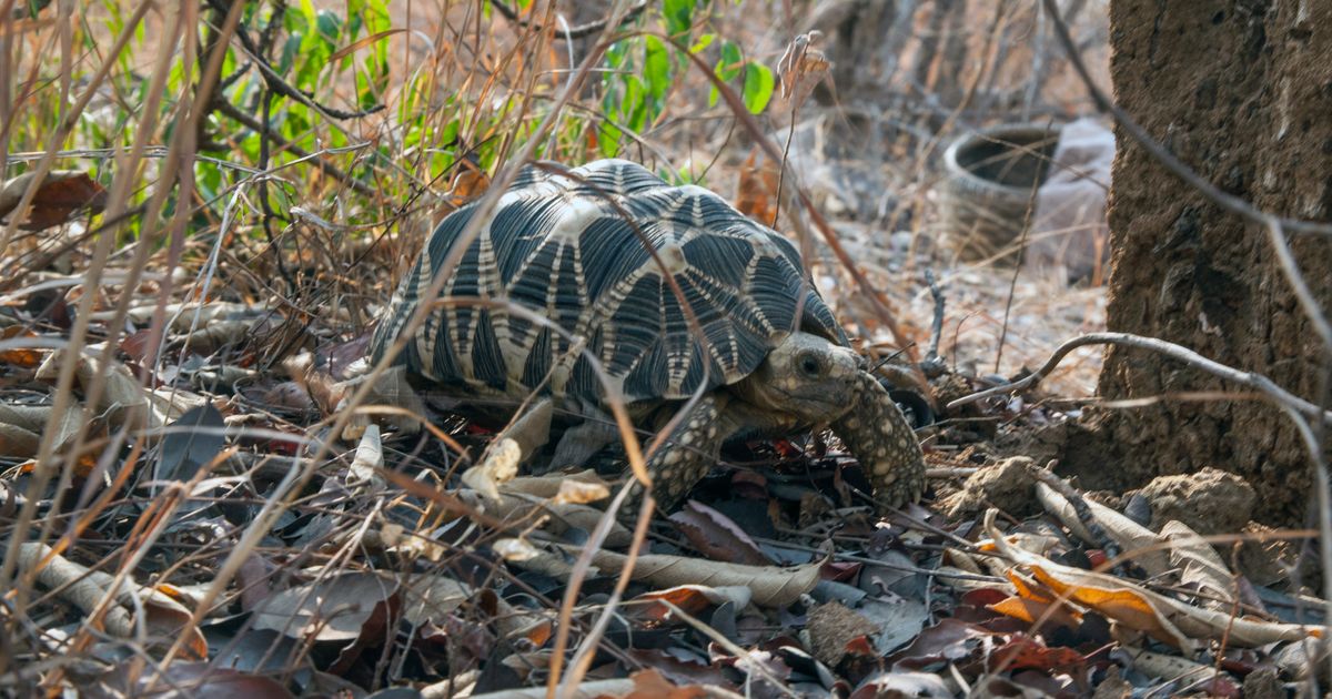 burmese star tortoise