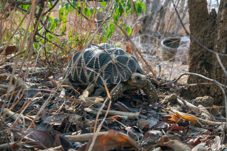 A Burmese star tortoise in an undated handout image. The Burmese star tortoise was declared functionally extinct in the early 2000s, but conservation efforts have helped the species make a comeback.  (Eleanor Briggs via The New York Times) — NO SALES; FOR EDITORIAL USE ONLY WITH STORY SLUGGED TORTOISES-REBOUND BY YIN FOR OCT. 5, 2017. ALL OTHER USE PROHIBITED. —