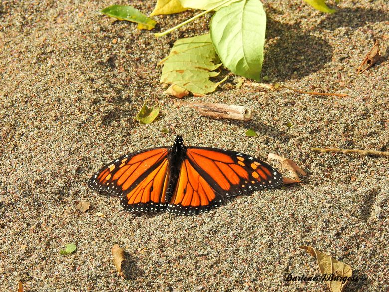 Watch For Monarch Butterflies In New Jersey This Spring