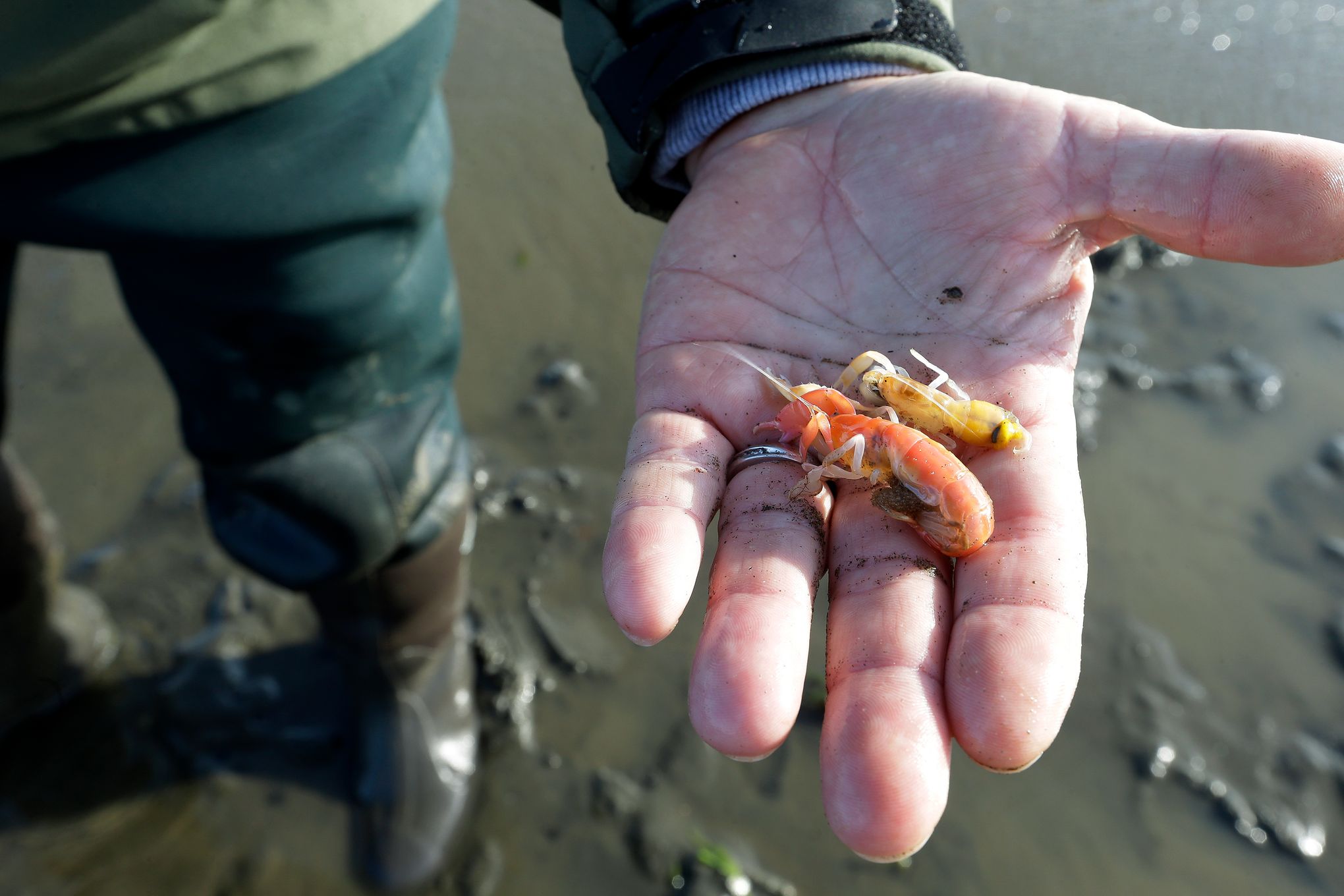 Frightening lack of clarity on ghost-shrimp pesticide