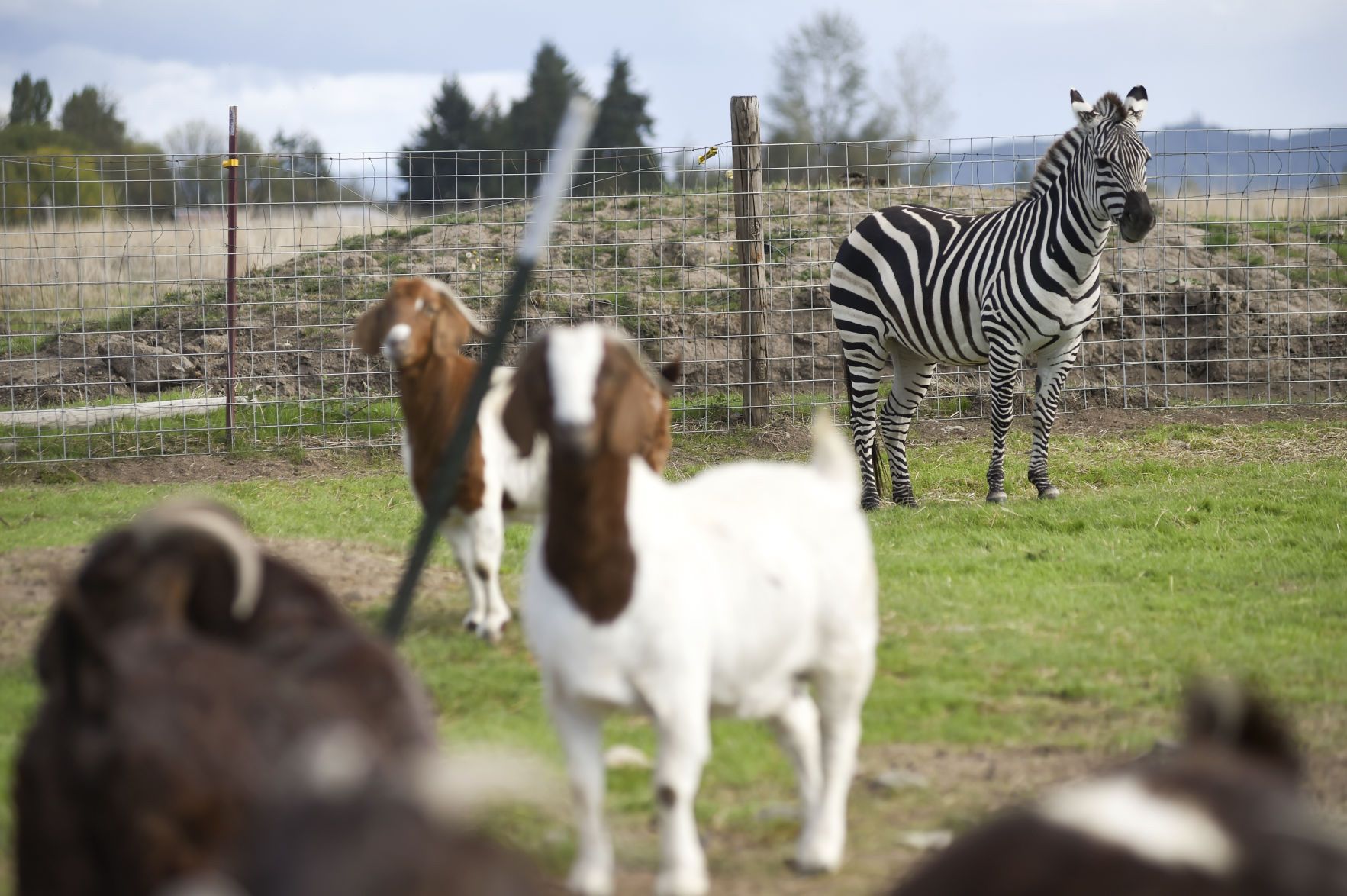 未開封ZORN OZROSAURUS ZEEBRA AREA AREA GOAT Zebra among Oregon farm goat has motorists doing double-take | The