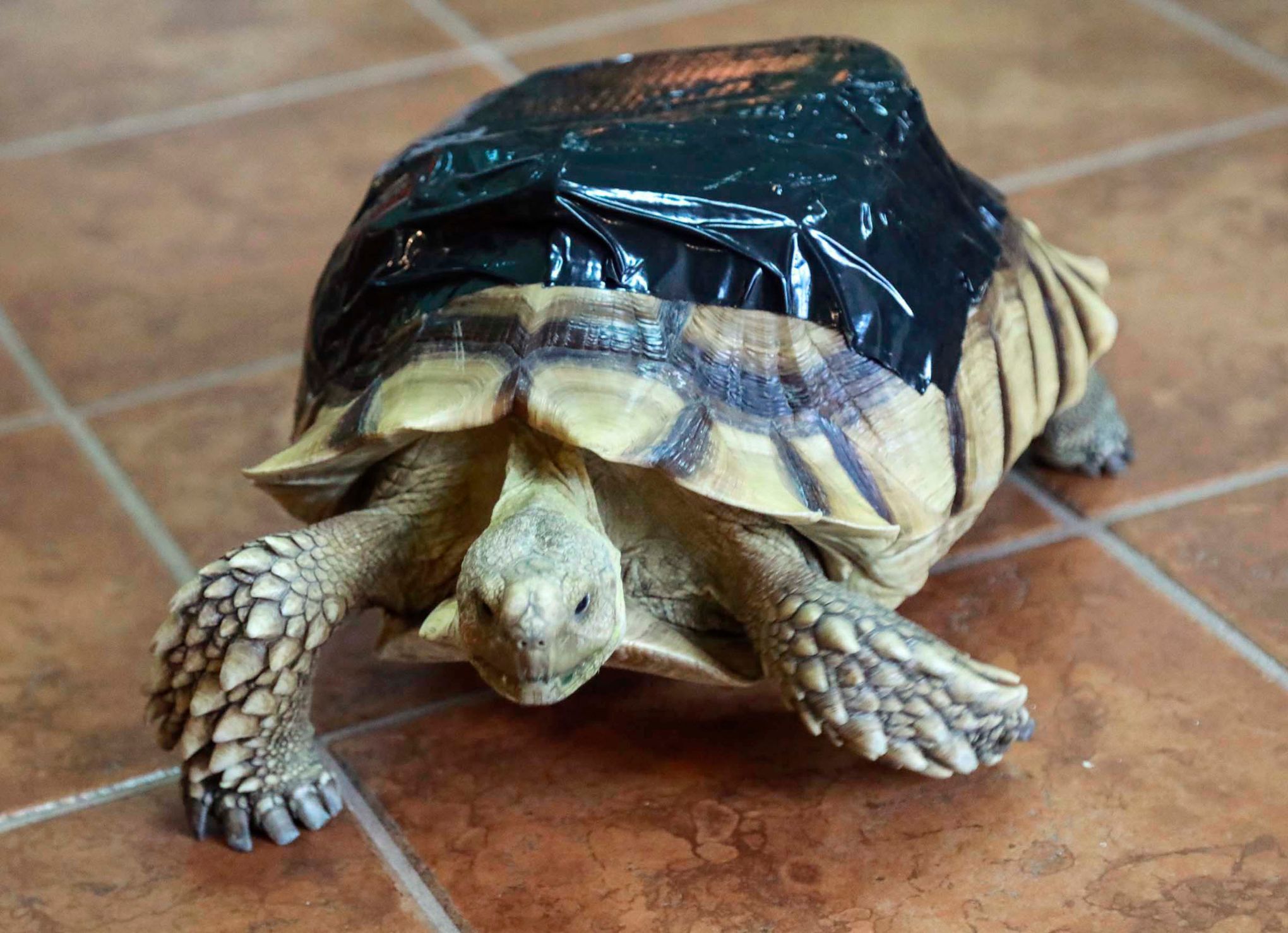 Shell injuries in tortoises - Veterinary Practice
