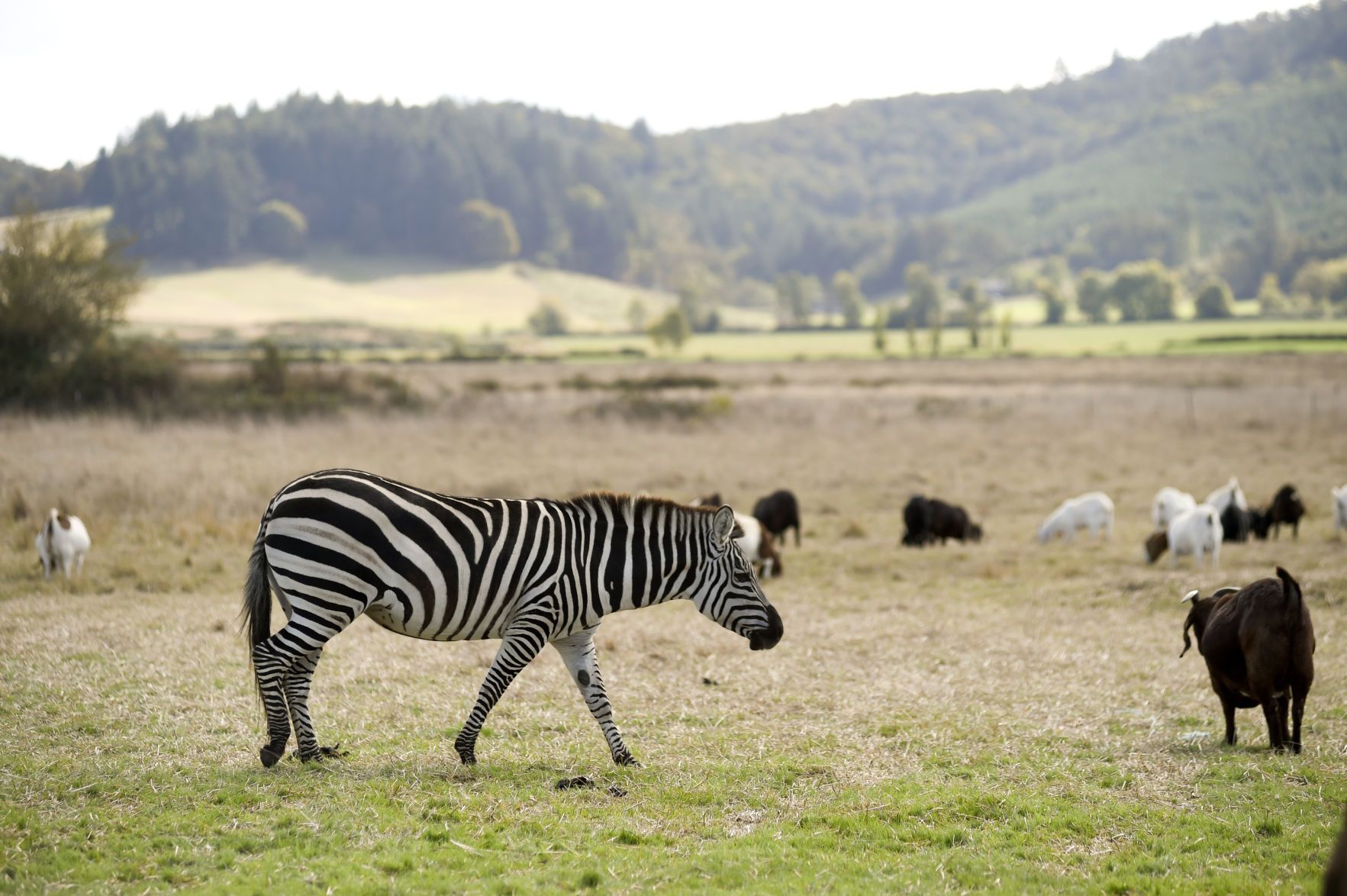 Zebra among Oregon farm goat has motorists doing double-take | The